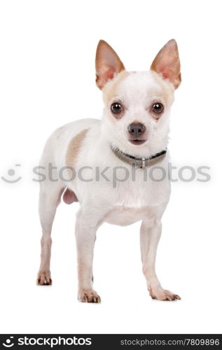 Chihuahua. Chihuahua in front of a white background