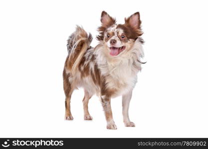 Chihuahua. Chihuahua in front of a white background