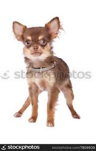 Chihuahua. Chihuahua in front of a white background