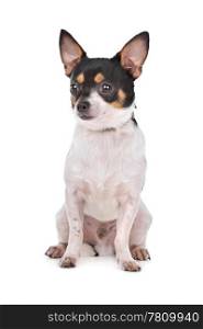 Chihuahua. Chihuahua in front of a white background