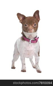 chihuahua. chihuahua in front of a white background brown and white short haired chihuahua