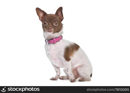 chihuahua. chihuahua in front of a white background brown and white short haired chihuahua