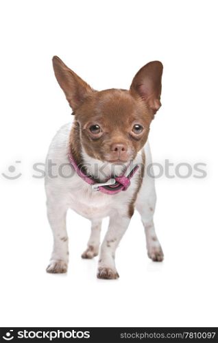 chihuahua. chihuahua in front of a white background brown and white short haired chihuahua