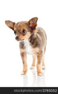 Chihuahua . Cute Chihuahua dog on a white background.