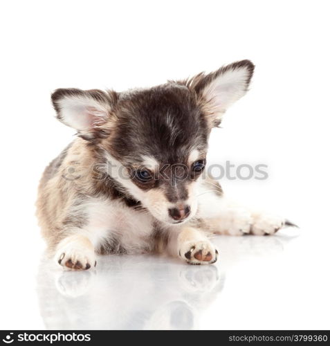 Chihuahua . Cute Chihuahua dog on a white background.