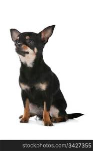 Chihuahua dog. Chihuahua dog in front of a white background