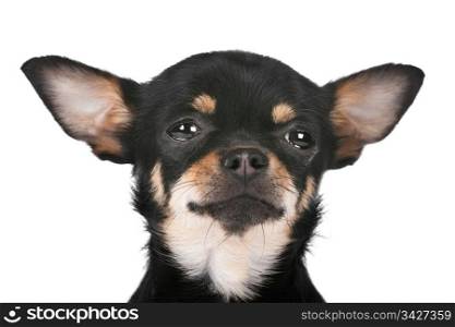 Chihuahua dog. Chihuahua dog in front of a white background