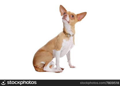 chihuahua dog isolated on white