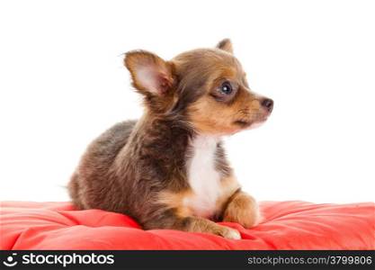 Chihuahua dog on red pillow isolated on white background. portrait of a cute purebred puppy chihuahua