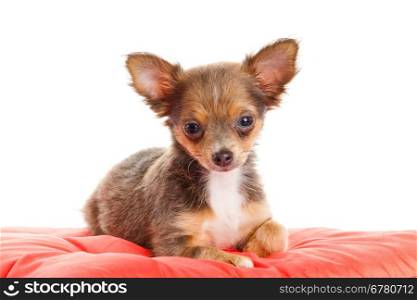 Chihuahua dog on red pillow isolated on white background. portrait of a cute purebred puppy chihuahua