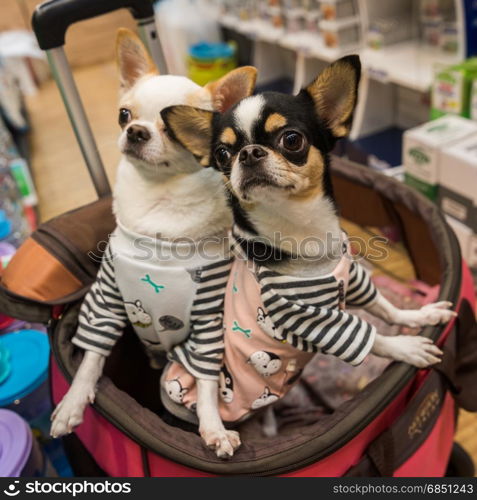 Chihuahua dog sitting on the basket