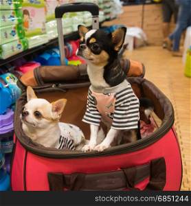 Chihuahua dog sitting on the basket