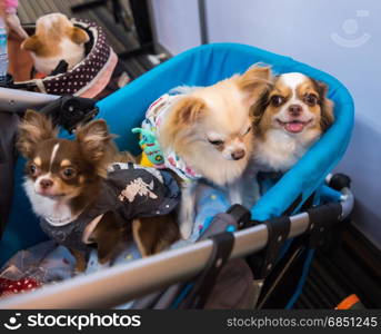 Chihuahua dog sitting on the basket