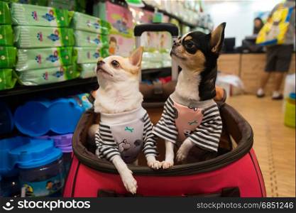 Chihuahua dog sitting on the basket