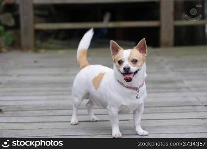 Chihuahua dog standing on the wooden floor