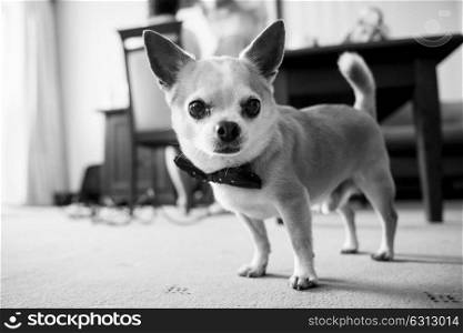 Chihuahua dog with butterfly