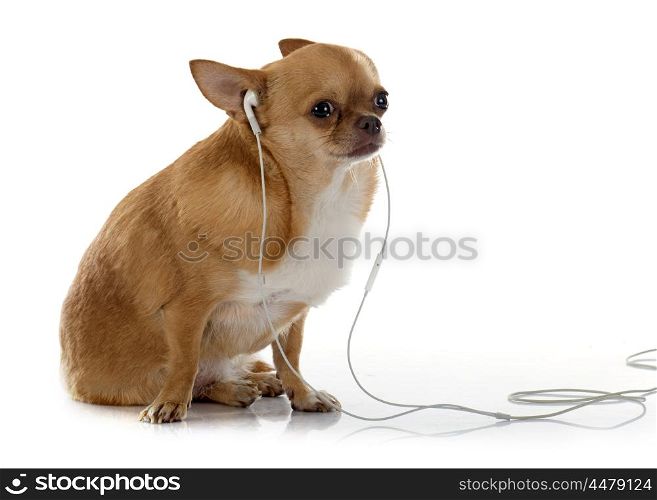 chihuahua earing music in front of white background