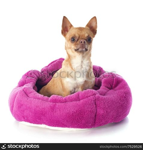 chihuahua in dog bed in front of white background