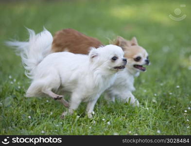chihuahua in nature. purebred chihuahua in a garden in spring