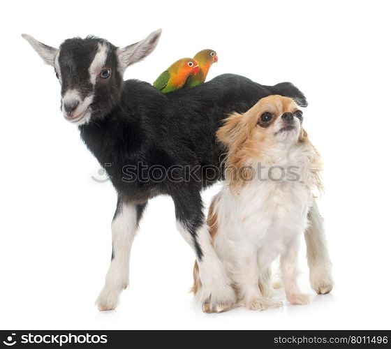chihuahua, kid and Cockatiel in front of white background