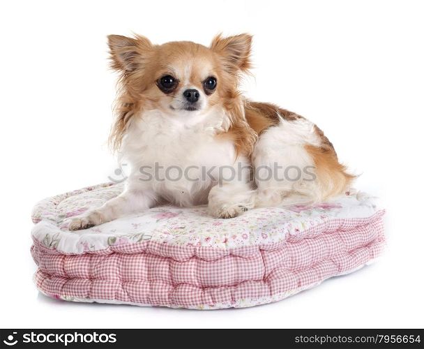 chihuahua on cushion in front of white background
