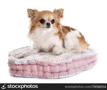 chihuahua on cushion in front of white background