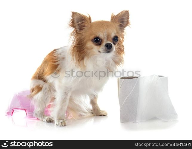 chihuahua on pot in front of white background