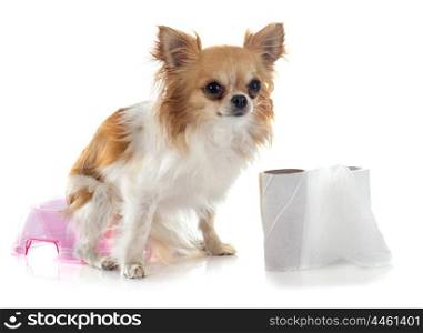 chihuahua on pot in front of white background