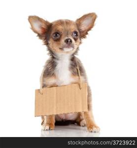 Chihuahua puppie with empty cardboard. Dog holding a homeless