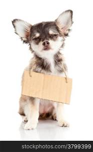 Chihuahua puppie with empty cardboard. Dog holding a homeless