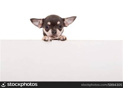 Chihuahua puppy above white banner. isolated