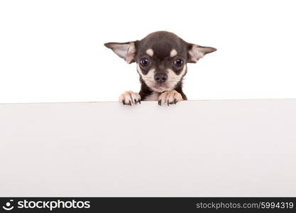 Chihuahua puppy above white banner. isolated