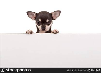 Chihuahua puppy above white banner. isolated