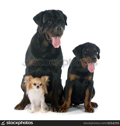 chihuahua, puppy and adult rottweiler in front of white background