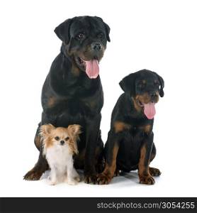 chihuahua, puppy and adult rottweiler in front of white background