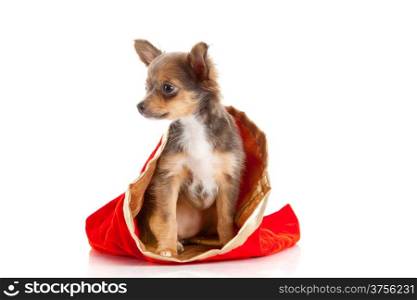Chihuahua puppy for Christmas!