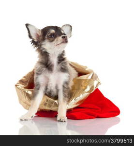 Chihuahua puppy for Christmas