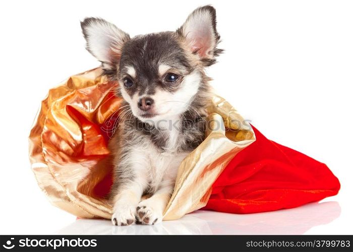 Chihuahua puppy for Christmas