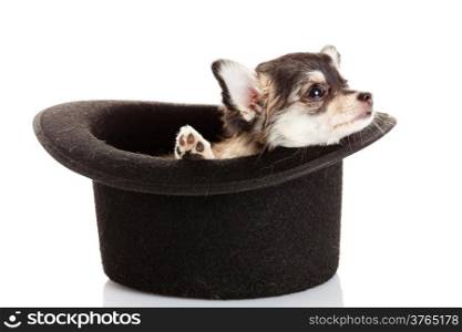 chihuahua puppy in a hat.