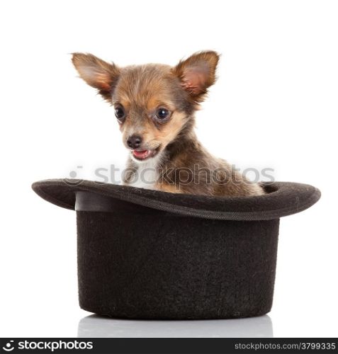 chihuahua puppy in a hat.