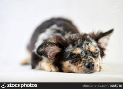 Chihuahua puppy is sleeping. Little cute toy dog. Short haired chihuahua breed.. Chihuahua puppy is sleeping