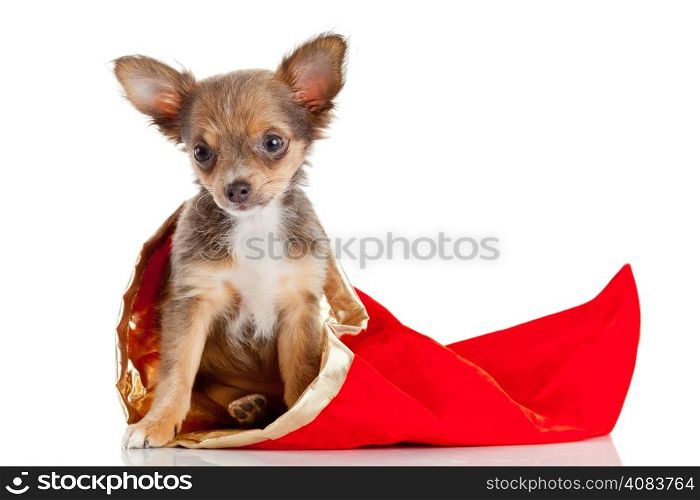 Chihuahua puppy isolated on white. Lovely puppy