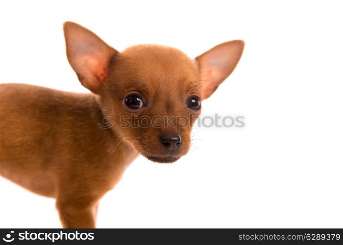 Chihuahua puppy pet dog doggy portrait on white background