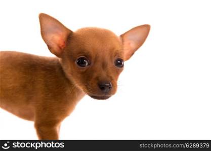 Chihuahua puppy pet dog doggy portrait on white background