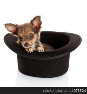 Chihuahua puppy sitting in top hat.
