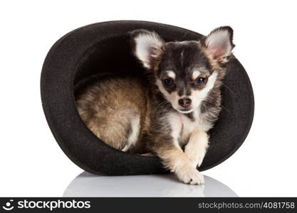Chihuahua puppy sitting in top hat.