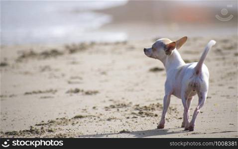 Chihuahua running at the beach during summertime. Chihuahua running at the beach