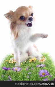 chihuahua say hello with his paw in the grass