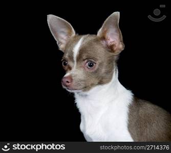 Chihuahua side view portrait on black background. Chihuahua dog