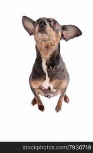 Chihuahua sitting on a white background looking up